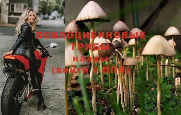 ешки Аркадак